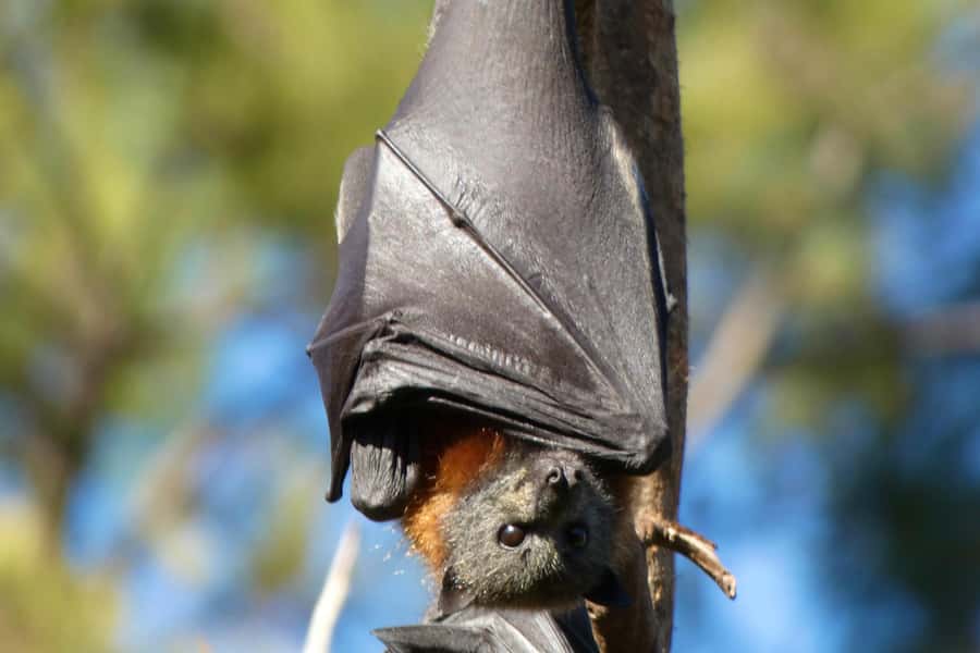 Sydney: Flying Fox Tour, Australia's Largest Bats - Itinerary Walkthrough: How the Timing Feels in Real Life