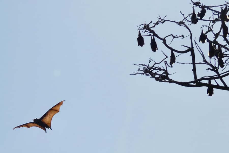 Sydney: Flying Fox Tour, Australia's Largest Bats - Value for Money: Why $49 Can Feel Worth It