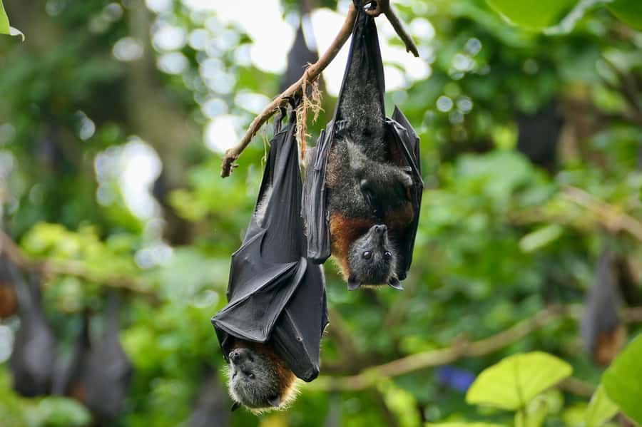 Sydney: Flying Fox Tour, Australia's Largest Bats - Getting There: Circular Quay Meeting Point and Easy Transport