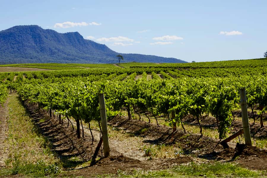 Sydney: Hunter Valley Wineries Day Trip with Food Tastings - How the private Sydney-to-Hunter Valley day runs