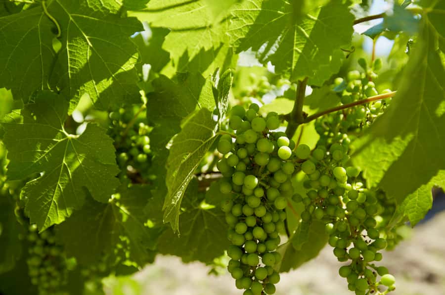 Sydney: Hunter Valley Wineries Day Trip with Food Tastings - Olive Centre tastings: olive oil, chilies, chutney, and dips
