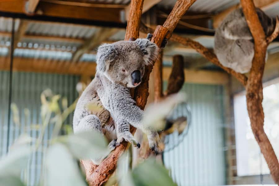Sydney: Jervis Bay Tour with Beaches, Koalas & Kangaroos - Key things to know before you go