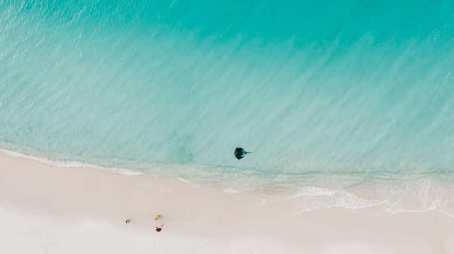 Sydney: Jervis Bay Tour with Beaches, Koalas & Kangaroos - Kangaroo feeding and native animal time: more than a photo stop