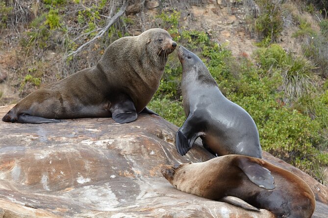 Sydney Kayak Seal Encounter Adventure with Gourmet Food - Paddling Out to the Seal Colony: Quiet Moves, Big Payoff
