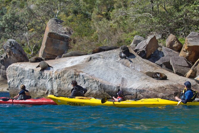Sydney Kayak Seal Encounter Adventure with Gourmet Food - Crossing Pittwater for Lunch: A Seated Break With Real Meaning