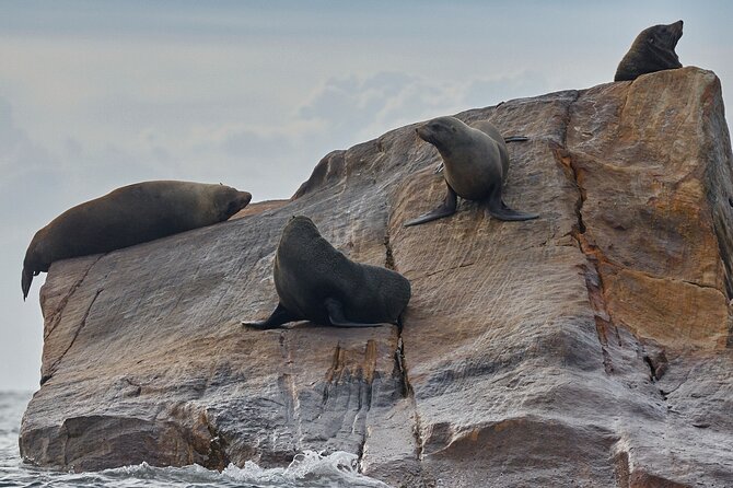 Sydney Kayak Seal Encounter Adventure with Gourmet Food - Gear, Guide Style, and What Makes It Feel Like a Real Experience