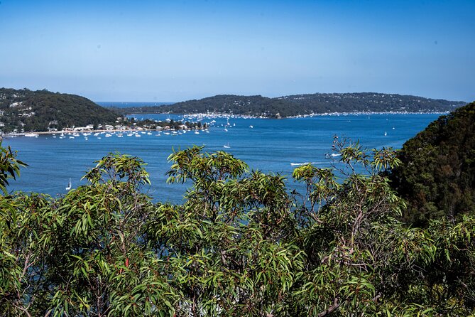 Sydney: Ku-ring-gai Chase National Park with Hike, Swim, Picnic - Weather, Timing, and the Practical Reality
