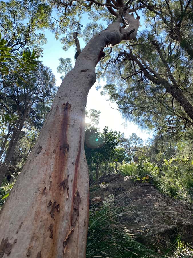 Sydney: Ku-ring-gai National Park with swim and picnic - Why Ku-ring-gai Chase Beats the Usual Sydney Day Trip