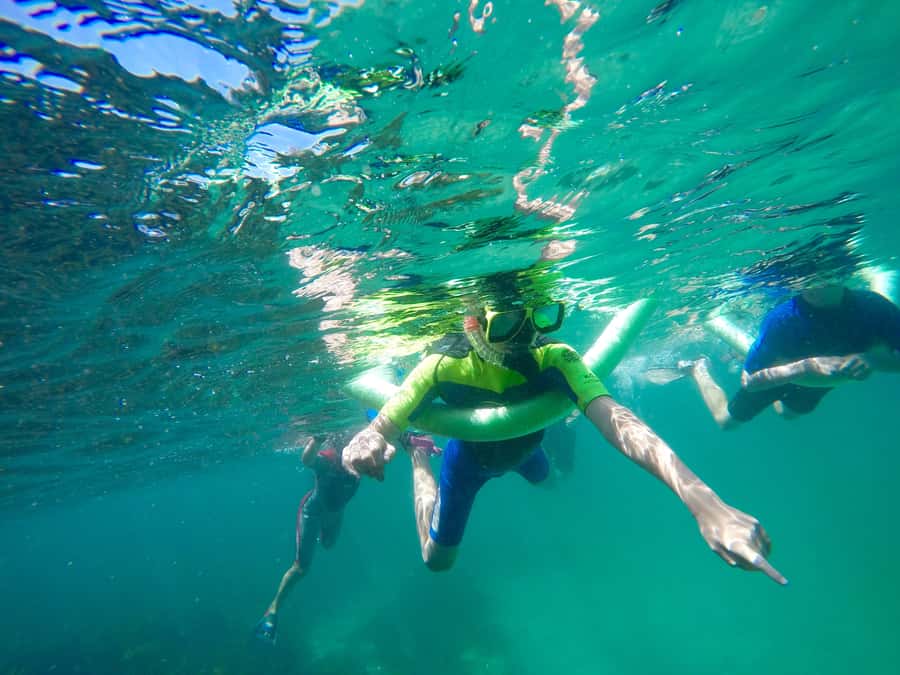 Sydney: Manly and Shelly Beach Snorkeling Tour - Why Manly and Shelly Beach feel like a nature reset