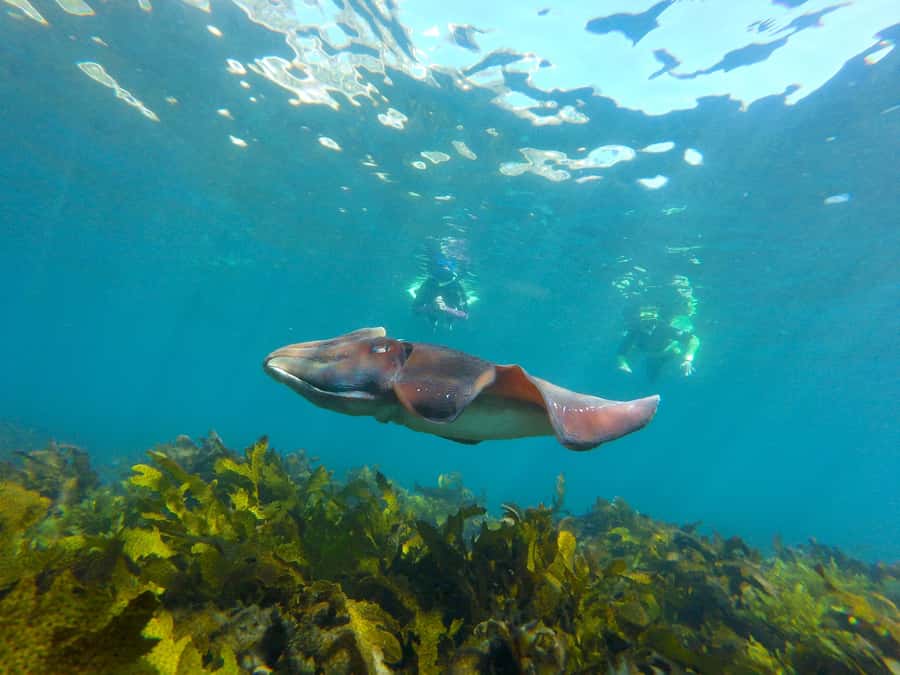 Sydney: Manly and Shelly Beach Snorkeling Tour - The 800m headland walk over the Northern Beaches (and why it matters)