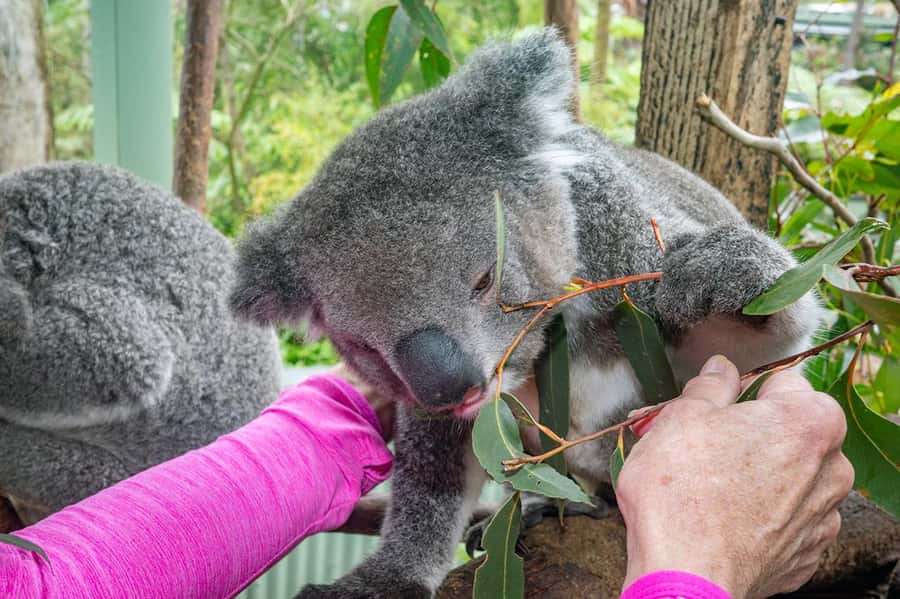 Sydney: Nature and Wildlife - Australia in One Day - Why Sydney turns into a real nature day