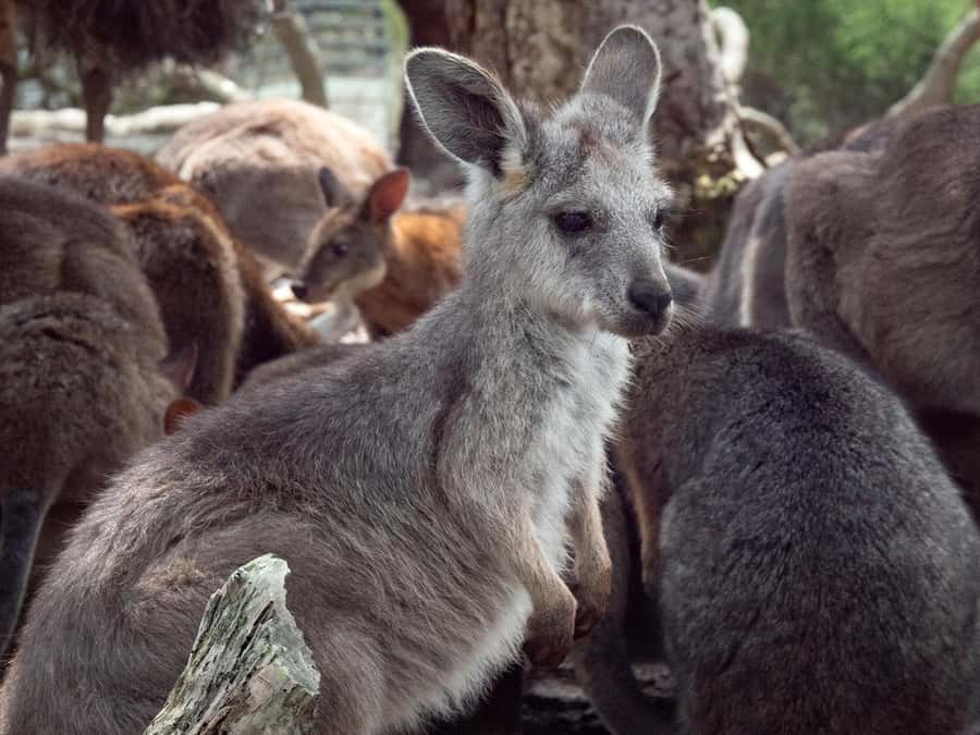 Sydney: Nature and Wildlife - Australia in One Day - Wildlife time: koalas, kangaroos, and more than one animal stop