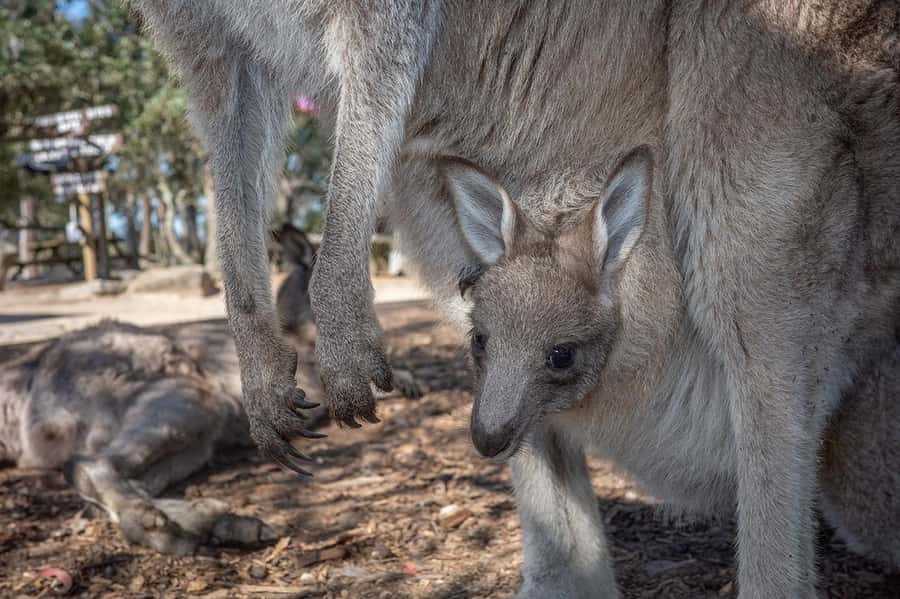 Sydney: Nature and Wildlife - Australia in One Day - Aboriginal carvings and cultural stops (with context)
