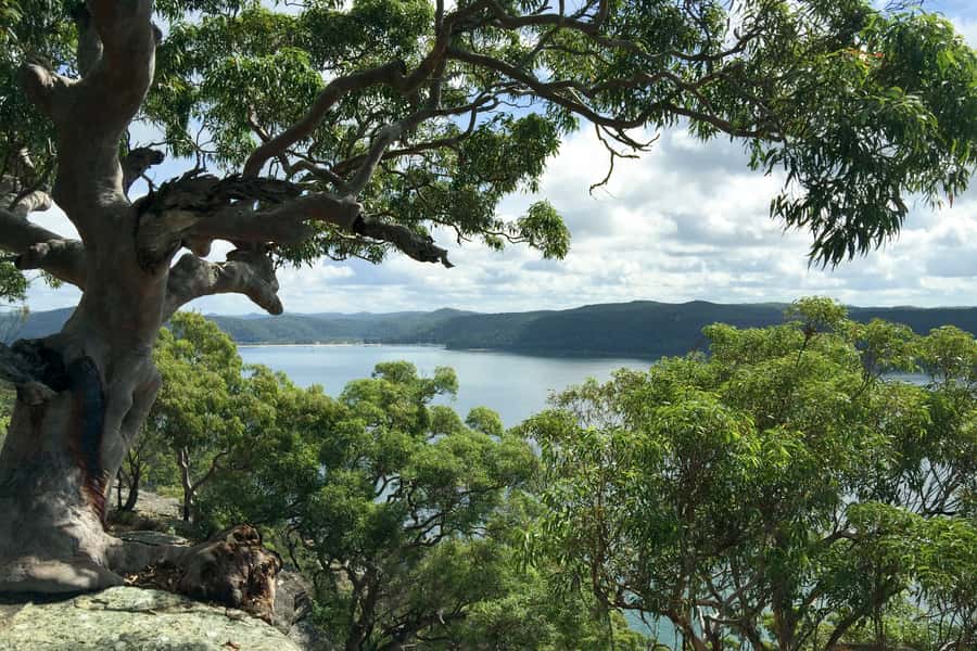 Sydney: Northern Beaches and Ku-ring-gai National Park Tour - Ku-ring-gai Chase National Park and Aboriginal rock engravings