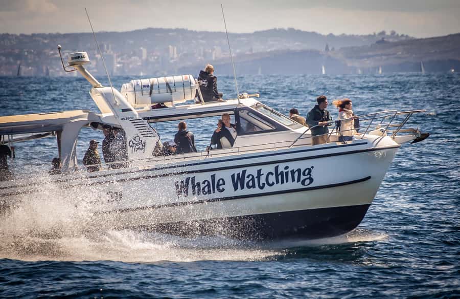 Sydney: Ocean Whale Watching Experience - Why This Whale Trip From Darling Harbour Feels Different