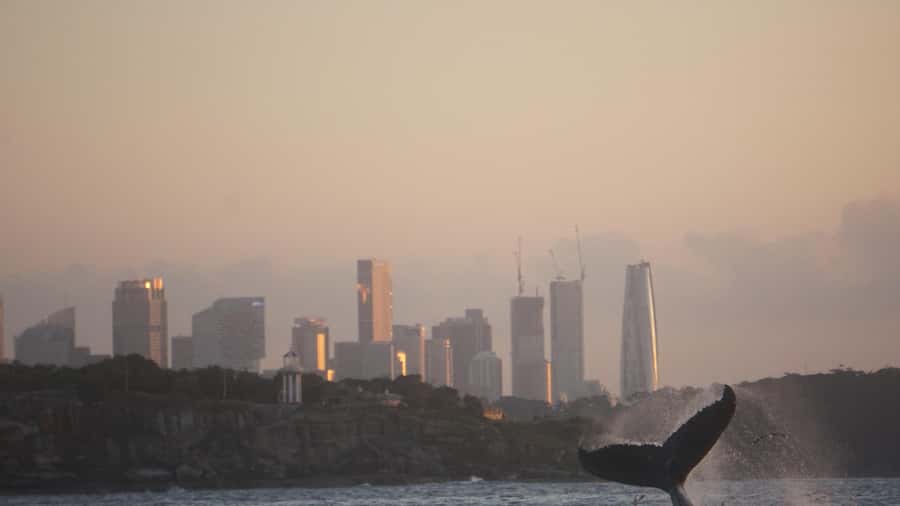 Sydney: Ocean Whale Watching Experience - The Crew’s Commentary: Whale Facts Plus Sydney’s Whaling Days