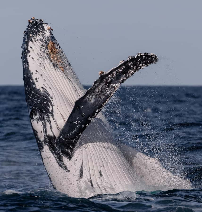 Sydney: Ocean Whale Watching Experience - Boat Design and Photography: Better Views Without Fighting the Crowd