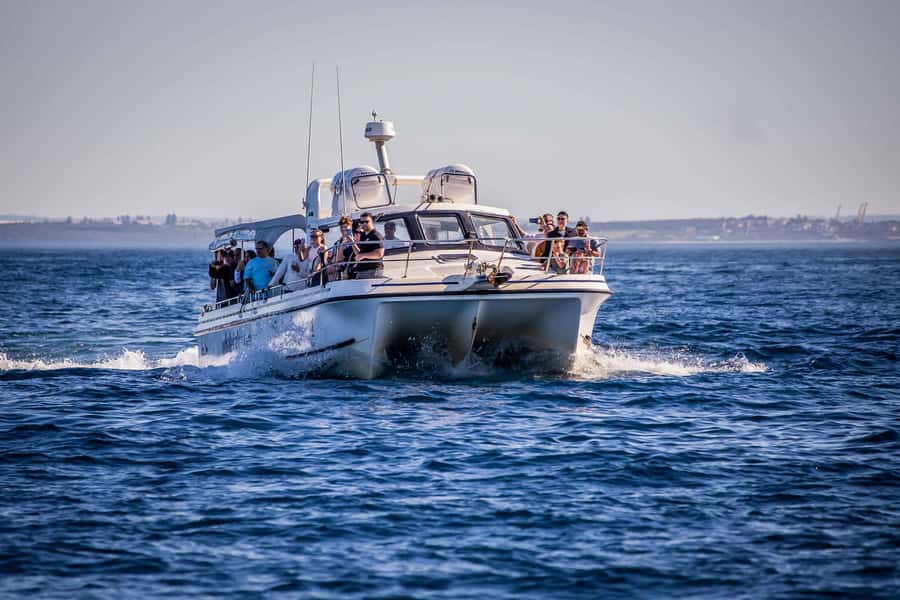 Sydney: Ocean Whale Watching Experience - Comfort Planning: Warm Clothes, Seasickness, and Choppy Days