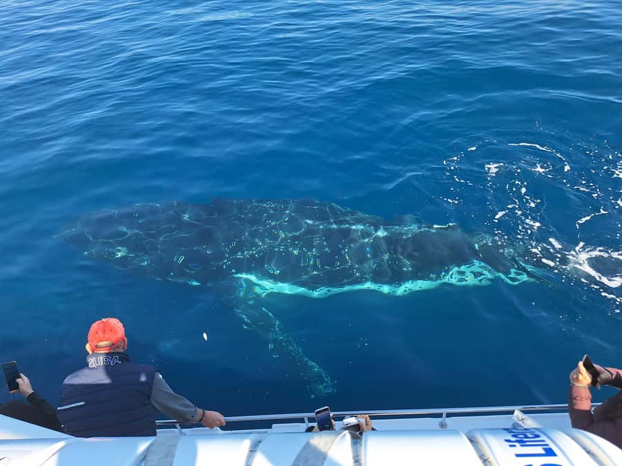 Sydney: Ocean Whale Watching Experience - Price and Value: Is $98 Worth It?