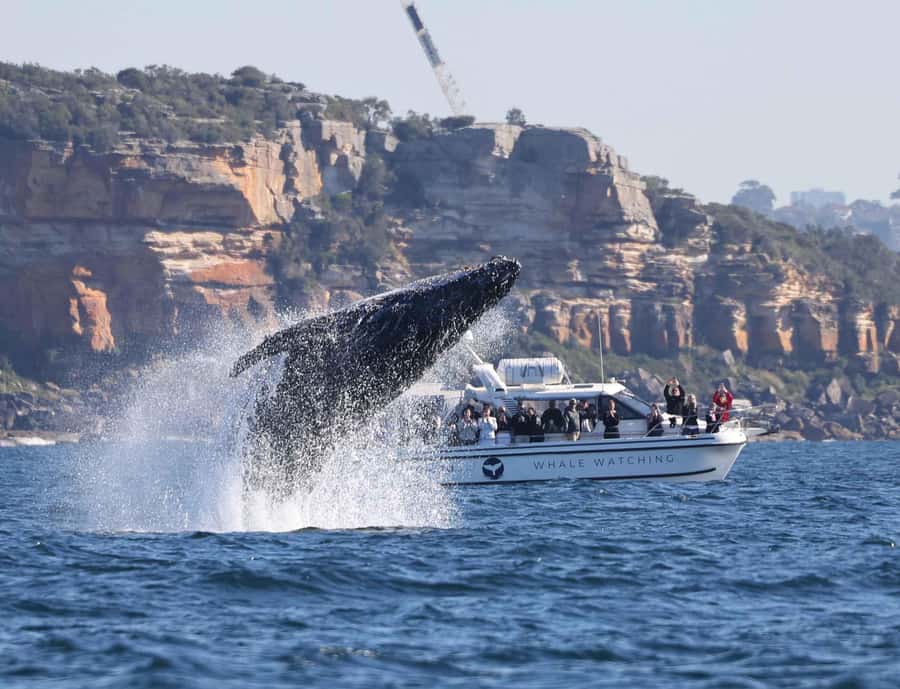 Sydney: Ocean Whale Watching Experience - Who This Trip Fits Best (and Who Might Want to Adjust Expectations)