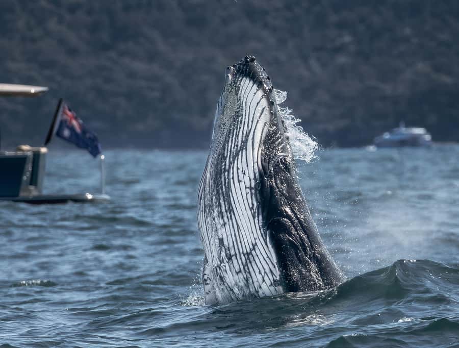 Sydney: Ocean Whale Watching Experience - Getting to Whale Tales: King Street Wharf #3 and the Quick Start
