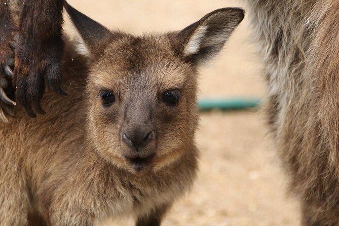 Sydney Opera House and Aussie Animals Private Tour - Why This Animals-Then-Opera Combo Works