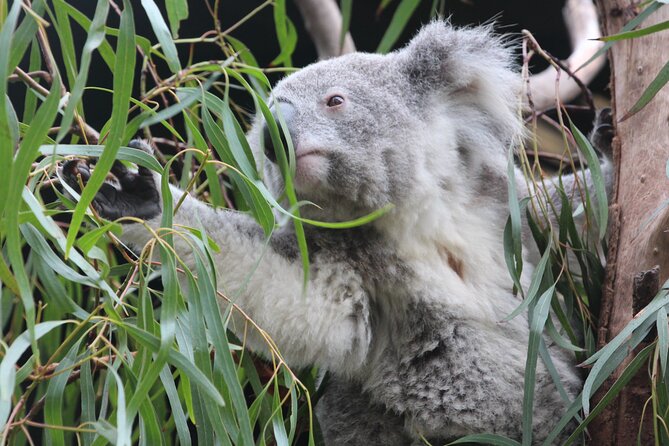 Sydney Opera House and Aussie Animals Private Tour - Featherdale Wildlife Park: Close-Up Aussie Animal Encounters
