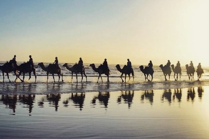 Sydney: Port Stephens Sandboarding, Dunes & Dolphin Cruise option - Dolphin cruise or Mount Tomaree hike: pick the kind of wow you want