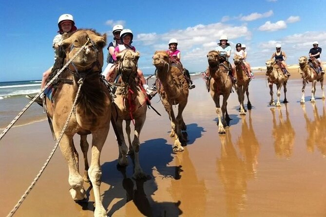 Sydney: Port Stephens Sandboarding, Dunes & Dolphin Cruise option - Practical tips for dunes, boards, and a long coastal day