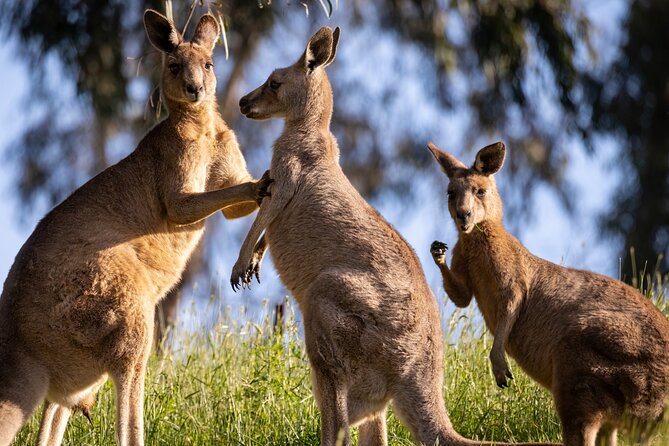 Sydney: PRIVATE Blue Mountains, Wildlife & Cruise Luxe Tour (10h) - Price and What You’re Really Paying For ($641.28 pp)