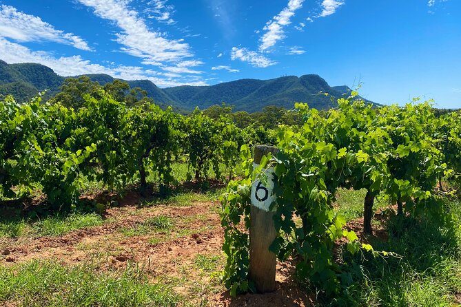 Sydney: PRIVATE Hunter Valley Wine Tasting Luxe Tour (10h) - Hunter Valley, The Wine Region You Can Actually Taste
