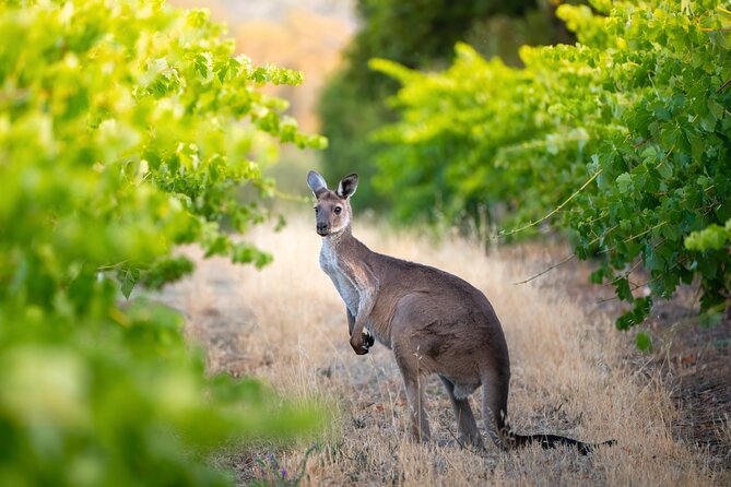 Sydney: PRIVATE Hunter Valley Wine Tasting Luxe Tour (10h) - Mark, the Guide Factor: Why a Private Tour Feels Different