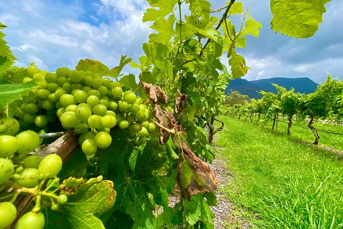 Sydney: PRIVATE Hunter Valley Wine Tasting Luxe Tour (10h) - Private Luxury Transportation: Comfort That Protects the Wine Day