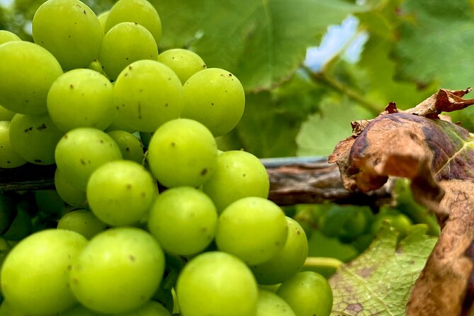 Sydney: PRIVATE Hunter Valley Wine Tasting Luxe Tour (10h) - The First Winery Stop: Behind-the-Scenes Winemaking Access