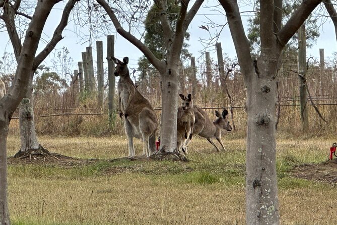Sydney: Private Wine tour - Hunter Valley & Wollombi Valley - Petersons Wines: Sparkling Energy and Rich Reds