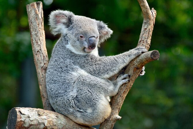 Sydney: Royal National Park Day Trip with Picnic and Swim - Royal National Park Day Trips: Why This Works From Sydney