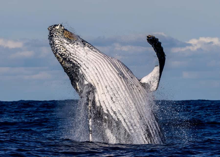 Sydney: Scenic Whale Watching Cruise - Whales Guaranteed - Quick Take: What Makes This Whale Cruise Work
