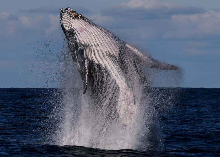 Sydney: Scenic Whale Watching Cruise - Whales Guaranteed - Circular Quay Catamaran Basics: Finding the Boat and Timing