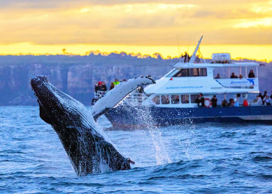 Sydney: Scenic Whale Watching Cruise - Whales Guaranteed - The Real Event: Humpback Whales Offshore and What You’ll Actually See