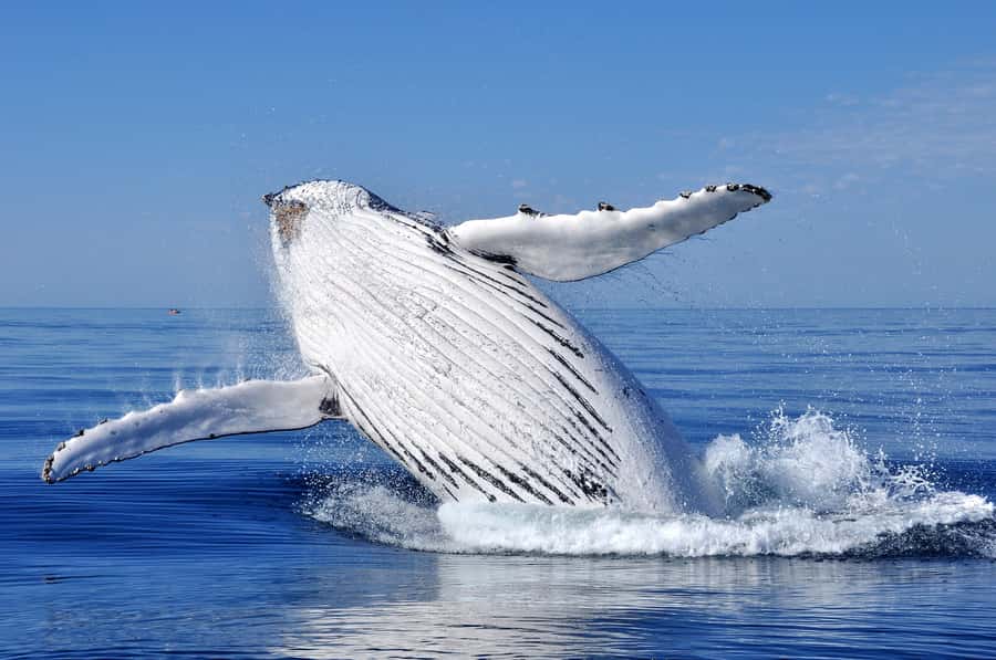 Sydney: Scenic Whale Watching Cruise - Whales Guaranteed - Why This Tour Uses a Whale Guarantee to Manage Your Risk