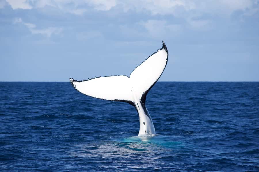 Sydney: Scenic Whale Watching Cruise - Whales Guaranteed - Space, Viewing Distance, and the Avoid-Crowds Design
