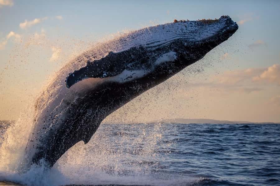 Sydney: Scenic Whale Watching Cruise - Whales Guaranteed - Comfort and Sea Conditions: Stability Helps, But Motion Still Happens