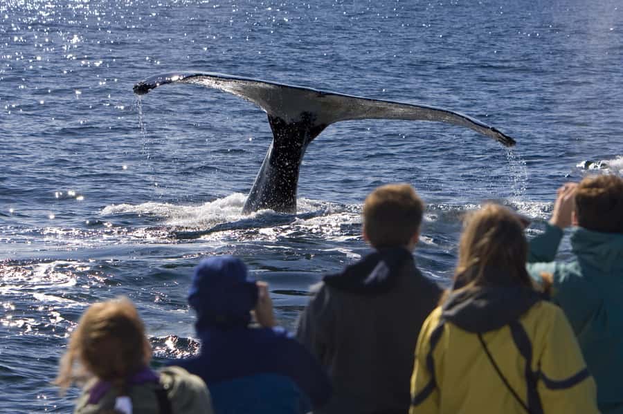 Sydney: Scenic Whale Watching Cruise - Whales Guaranteed - Price and Value at $45: What You’re Really Buying