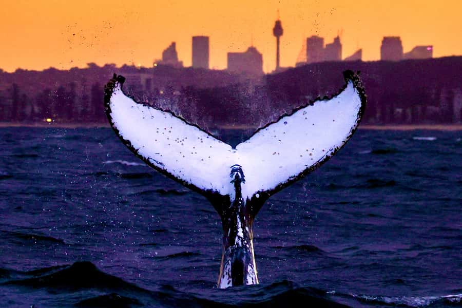 Sydney: Scenic Whale Watching Cruise - Whales Guaranteed - Cruising Past Sydney Harbour Icons Before You Go Whale Hunting