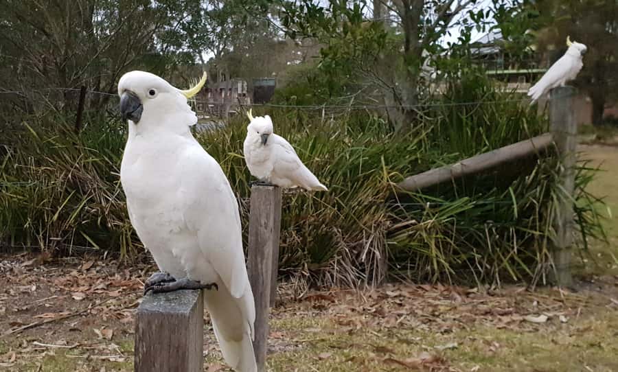 Sydney: Sea Cliff Bridge, Kiama Blowhole and Farmlands Tour - Guides and the small things that make the day feel personal