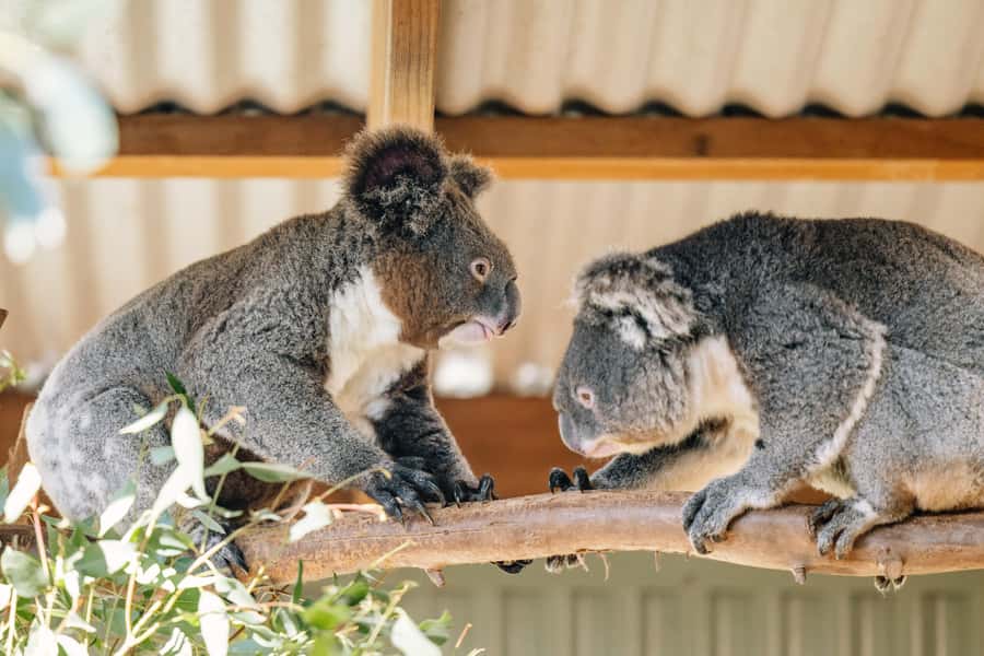 Sydney: Small Group Blue Mountains, Wildlife & Waterfalls - Featherdale Wildlife Park: conservation-first animal time