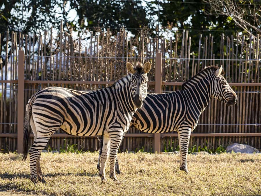 Sydney: Taronga Zoo Tickets - Price and Value: Why $38 Can Still Feel Worth It
