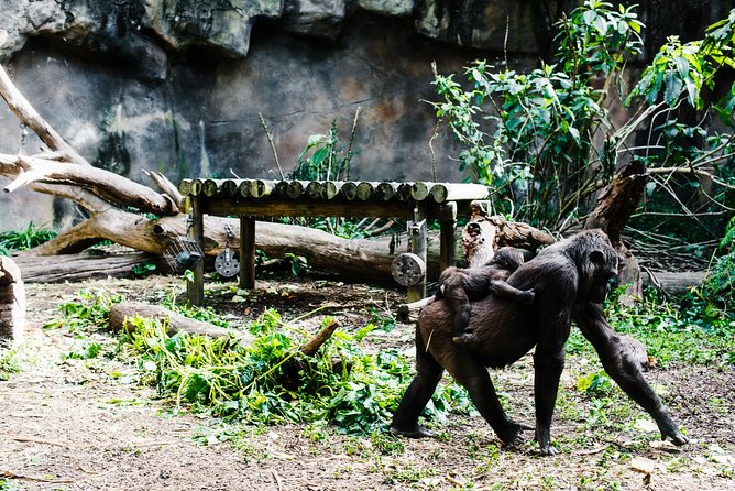 Sydney Taronga Zoo Wild Australia Experience - The first keeper-led circuit: small group, big attention