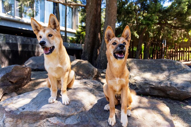 Sydney Taronga Zoo's Aussie Backyard Adventure Tour - Aussie Animal Time: Kangaroos, Wallabies, and the Stops That Pay Off