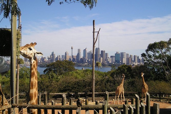 Sydney Taronga Zoo's Aussie Backyard Adventure Tour - Price and Value: Is $75.31 Worth It?